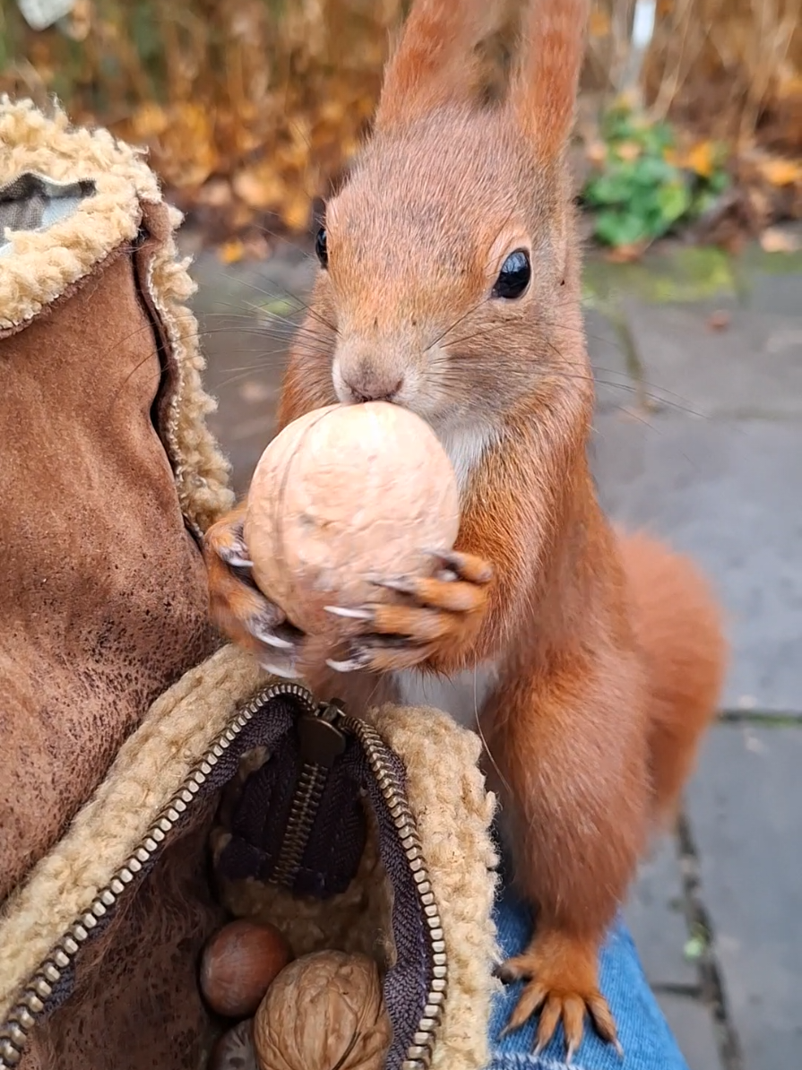 Hinsetzen und auf Eichhörnchen warten ❤️🥰🐿🌰