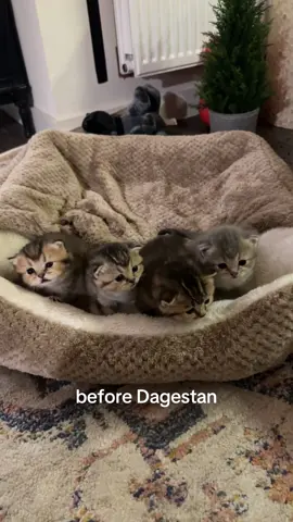 sent them for 2-3 years and forgot #fyp #kittens #dagestan #viral #catsoftiktok 