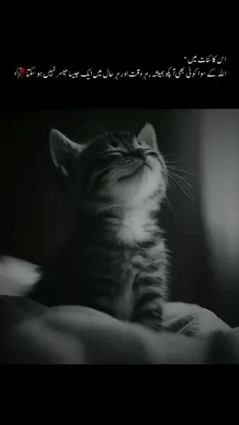 #foryoupagee #plzunfrezemyaccount #islamicquotes #viral #urduline 