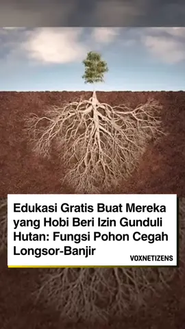 Edukasi gratis buat mereka yang hobi kasih izin gunduli hutan: pohon bukan pajangan. Akar pohon mengikat tanah, menahan lereng biar nggak longsor, dan menyerap air supaya nggak turun semua sekaligus ke dataran rendah.  Hutan juga bekerja sebagai spons raksasa. Daunnya memperlambat jatuhnya air hujan, tanah di bawahnya menyimpan air perlahan, dan alirannya dilepas secara bertahap ke sungai. Ketika hutan hilang, air langsung meluncur deras tanpa filter. Hasilnya? Banjir bandang, longsor, ribuan rumah terendam lalu semua orang pura-pura terkejut. Jadi kalau masih ada yang bilang “itu karena cuaca”, mungkin pelajaran dasarnya harus diulang dari awal: tanpa pohon, tak ada yang menahan air. Tanpa hutan, tidak ada yang menyelamatkan manusia dari bencana yang mereka buat sendiri. #voxnetizens