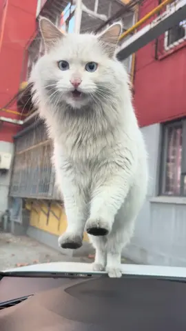 #tiinbenho #viral #xuhuong #pet #mèo 