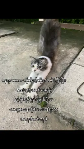 ကြီးကြီးကျယ်ကျယ်တွေတတ်တယ်နော်ဘုတ်ဆုံမ#fyp #views 