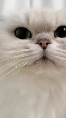 #tiinbenho #viral #xuhuong #pet #mèo 