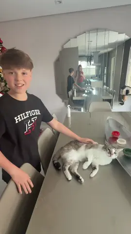 O Gatinho Chico querendo dormir em cima da mesa. #gato #cat #pet #gatinho 