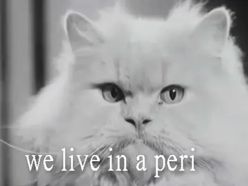 #mosley #england #kitten 