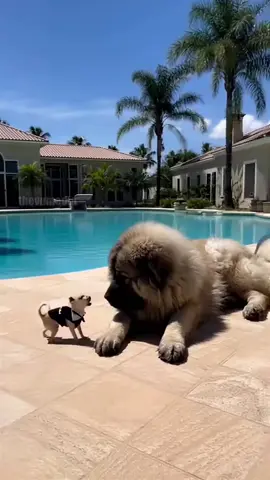 When The Little Dog Won't Shut Up, The Big Dog Takes Action! #dogs #funny #animals 