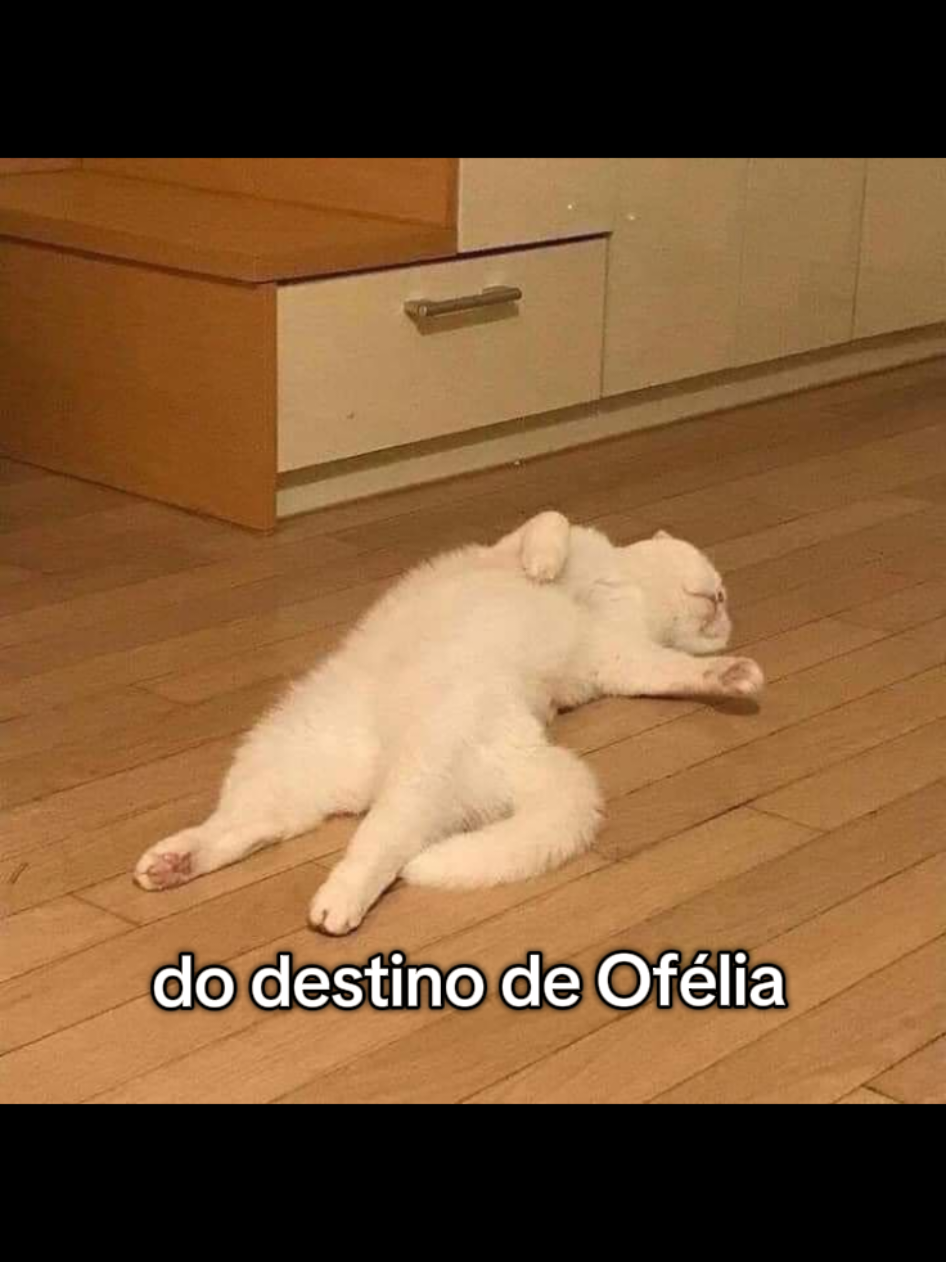 The Fate of Ophelia - Taylor Swift aqui temos a maioral @Taylor Swift @Taylor Nation  #gatos #fyp #edit #taylorswift 