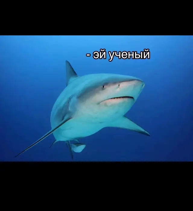 Тупорылая акула (лат. Carcharhinus leucas) — вид акул рода серых акул одноимённого семейства из отряда кархаринообразных. Иногда называется серой бычьей акулой или акулой-быком. Просторечное название связано с коренастой формой тела, широким и притуплённым рылом, а также агрессивным, непредсказуемым поведением.