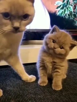 MIAU MIAU #kitten #cats #meow #catsoftiktok #fyp 