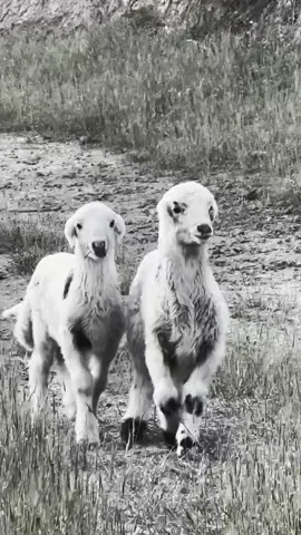 #CapCut #سلێمانی_هەولێر_کەرکوک_دهۆک 