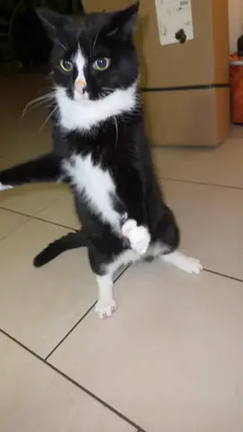 #fyp #cat #funnytiktok #blindcats #dancer  Only 1,000 away from 100,000. I’m so thankful for you❤️