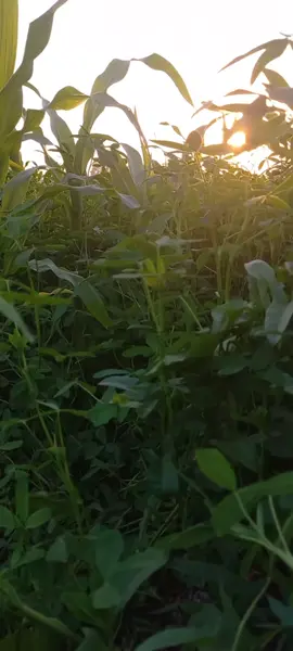 #الطبيعة_وجمالها☘️💛💚 #القران_نور_الحياة #السعودية_الكويت_مصر_العراق_لبنان #الانتشار_السريع #نشر 