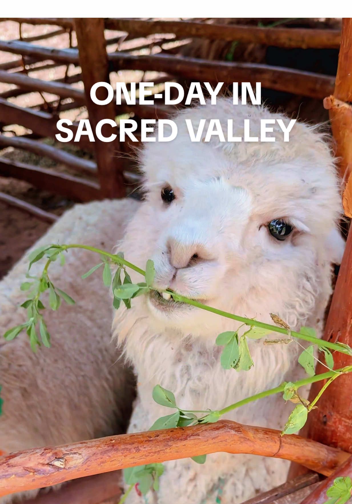 A dream day in Sacred Valley: Meet local weavers in the morning. Learn pottery from a family that’s been doing it forever. Eat lunch at a community-run restaurant where everything is grown nearby. The views? 😍😍. The Sacred Valley feels like the place you go to remember life can be simple, delicious, and slow. 10/10 recommend spending a full day here before Machu Picchu.  #perutravel #perutiktok #sacredvalley #traveltips #peruitinerary 