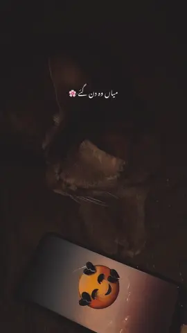 Miya wo din ghye-🥀 | Paid Repost Avalaible • #urdushayari #urdushayari %l#viraltiktok #viralvideo @TikTok 