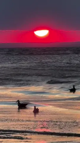 #صحاك_الشوق #فضل_شاكر 