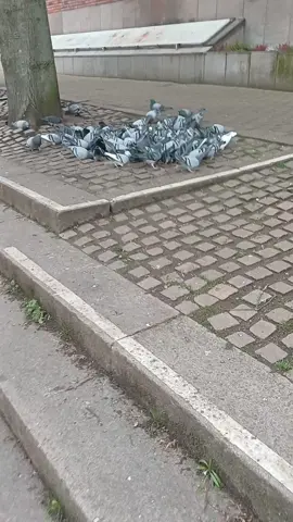 #sigeonpex #ahhdoctor #Goonpigeon #paygorn 