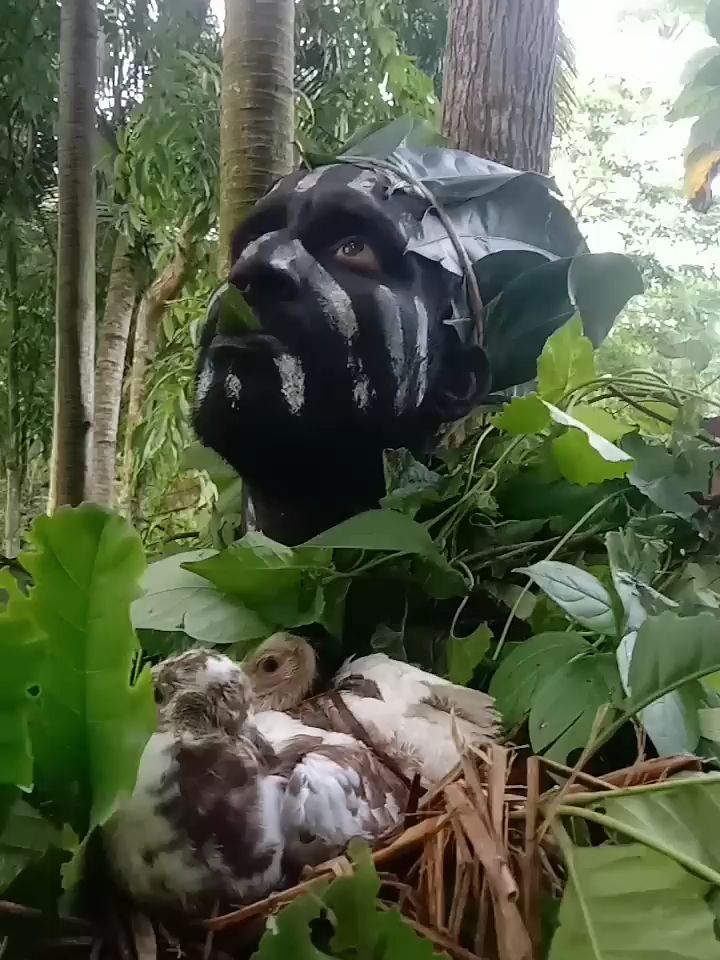 unfreez my account #fyp #foryoupage #birdcall #bird #viralvideo #call #entertainment #birds #sound #usa_tiktok#unfreezemyacount