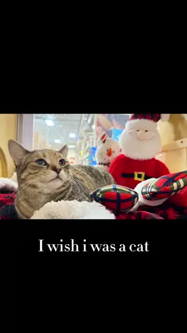 #CapCut I made this amazing video with CapCut. Open the link to try it out: capcut.com/tools/desktop-video-editor