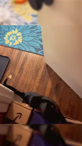 Why does he always act starving #catsoftiktok #cat #fyp #catlover 