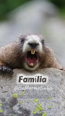 Eu Marmotinha gritando família Natal está chegando 