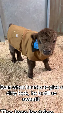 The Buy now Bougie babies is open!!  just go to our website and go to our Buy now page!!! #godisgood #farmlife #minicow #highlandcow #cow 