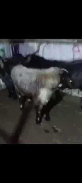 #الشعب_الصيني_ماله_حل😂😂 #ترند #تيك_توك #😂😂 #ليبيا 