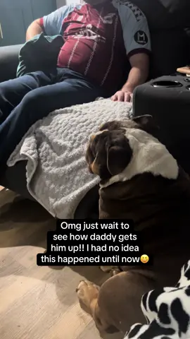 I’v seen it all 🤣🤣#gary #garythebulldog #garythebulldog2 #bulldog #englishbulldog #britishbulldog #dog #lazy #funnydog #spoilt #kinggary #king 