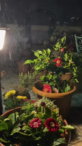 يرون التسامح انكسار والصمت هزيمه لا يعرفون أن التسامح يحتاج قوه أكبر من الانتقام وأن الصمت أقوى من أي كلام 🕊