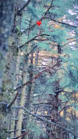 #الشعب_الصيني_ماله_حل😂😂 