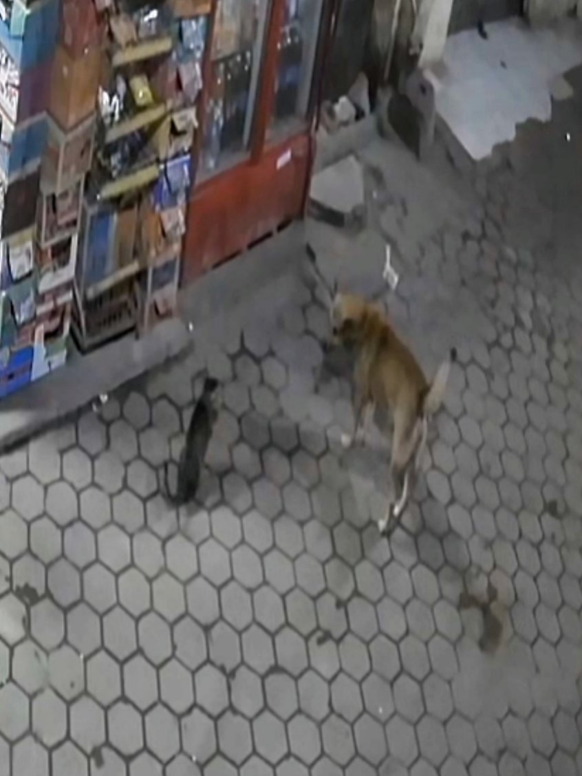 ارحم روح لا يسمع أنينها الا الله #fyp #foryou #cat #dog #الكاميرا_في_الشارع 