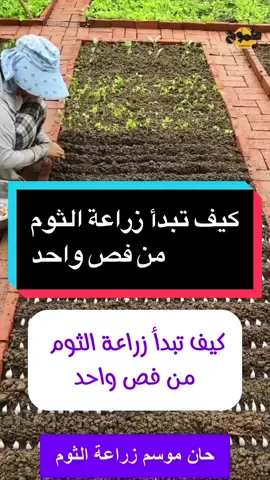 كيف تبدأ زراعة الثوم من فص واحد#ambition_75 #keto_world_ 
