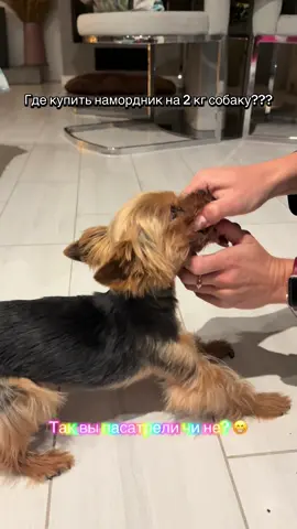 Ты пасатрел??? Пасатри! 😂 #пес #собака #йорк #далматин 