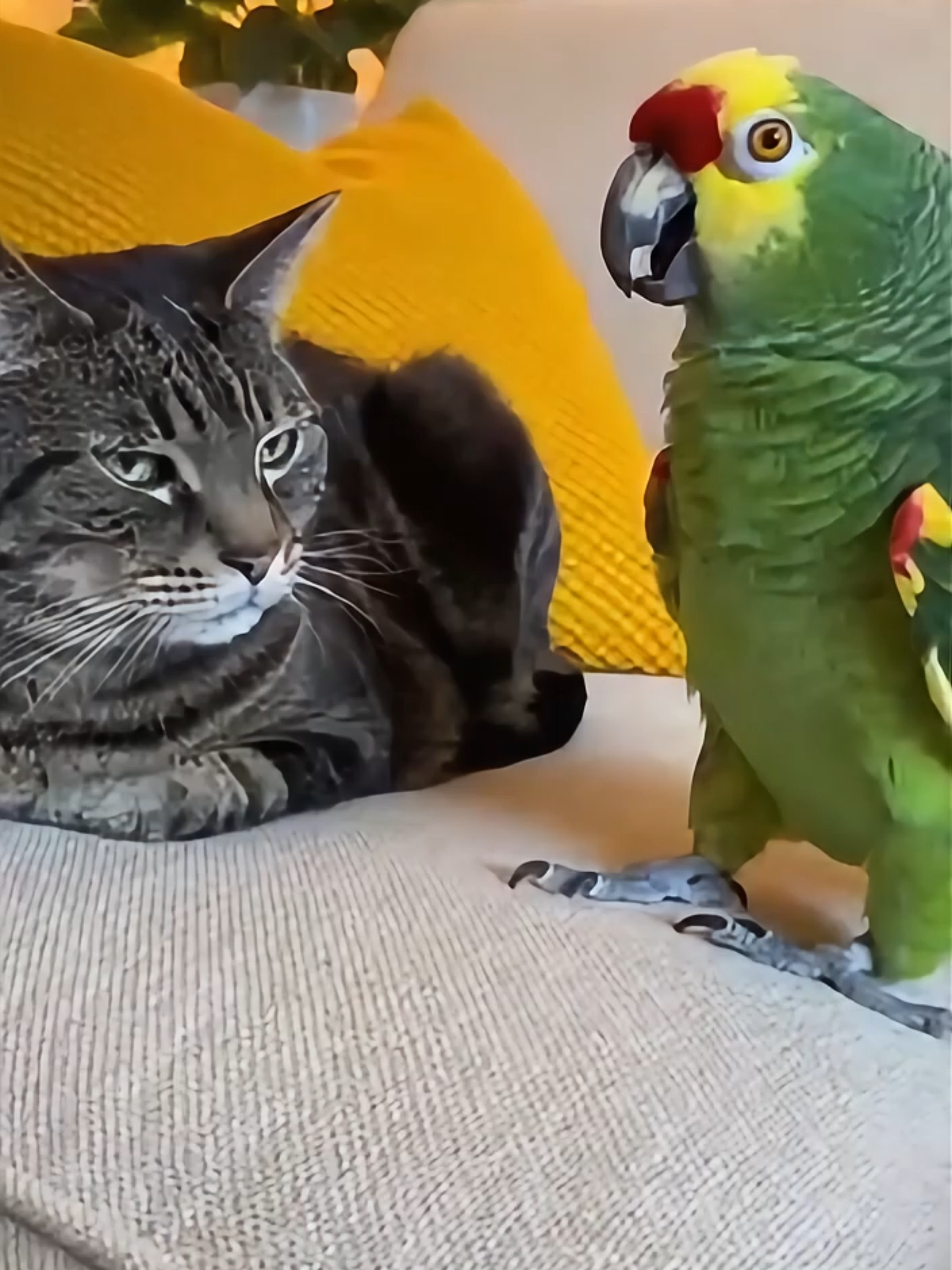 Parrot trying to discuss “important topics”… Cat: “Meow.” Every. Single. Time. 😂🦜🐱 #realshocklens #parrot #cat #funnyanimals #viral #fyp #roastbeak