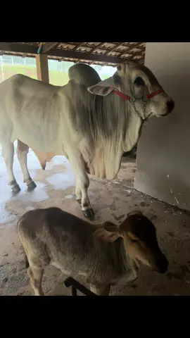 Choveu forte e eles correram pra varanda como se o mundo tivesse acabando 😂🌧️ A trupe é toda corajosa… até começar a pingar!  Aonde vocês estão choveu hoje assim também ? Me conte nos comentários 😳 #churrascooboi #boimanso #fy #boideestimacao #boidomestico 