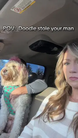 When the Doodle thinks she is the Boss #dogsoftiktok #goldendoodle  #taken 