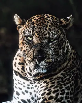 Don’t need it 🥷🏻 | #fyp #zoologytok #viral #nature #animal 