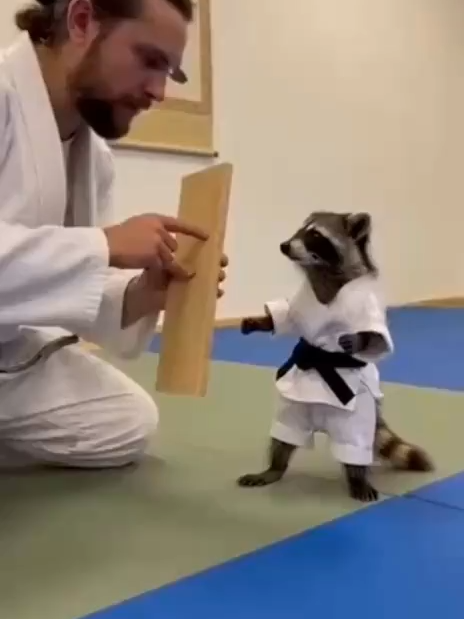 AI has officially turned wild animals into full-on martial arts legends. Thanks to OpenAI’s Sora 2, the internet is overflowing with hyper-realistic clips of a raccoon standing in perfect karate stance — focused, poised, tiny paws raised — before delivering one dramatic strike that snaps a wooden board clean in half like he’s training for his black belt. What started as a funny idea has become a viral showcase of how far AI video generation has come. Sora 2 can now recreate lifelike animal movement, precise martial arts animation, and cinematic slow-motion effects — all from a single text prompt. The result looks so real you might actually believe this raccoon practices in a secret forest dojo. It’s epic, hilarious, and completely unforgettable. What board-breaking level should he try next? 👀💬 Join the fastest-growing AI community on TikTok @longliveai #ai #sora #racoon #karate #viral #meme #aivideo #aiart #sora2 #openai