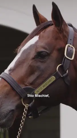 He earns HOW MUCH?! 👀📈 @kentuckyderby  #sportsbusiness #horseracing #kentuckyderby #churchilldowns #intomischief 