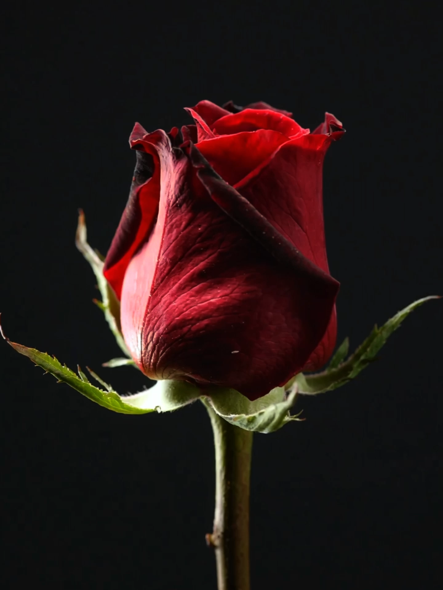 Live Wallpaper | Blooming Red Rose #redrose #bloomingflower #livewallpaper #floralbeauty #aivideo #wallpapervideo #fyp