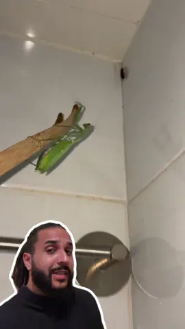 Ele usa o louva-a-deus contra BARATAS! 🪳😳