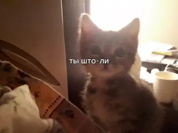 Любовь — это сложное, сильное чувство глубокой привязанности, включающее в себя симпатию, влечение, страсть и заботу. Она может проявляться по-разному: как романтическая любовь, как любовь к семье, друзьям или родине, и даже как пристрастие к чему-либо. С точки зрения психологии, любовь часто разделяют на три ключевых компонента: близость, страсть и обязательство. #глобальныерекомендации #любовь #котики#тыштоли @moon ну ты 