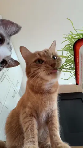 Kurt goes all in for some cat grass 