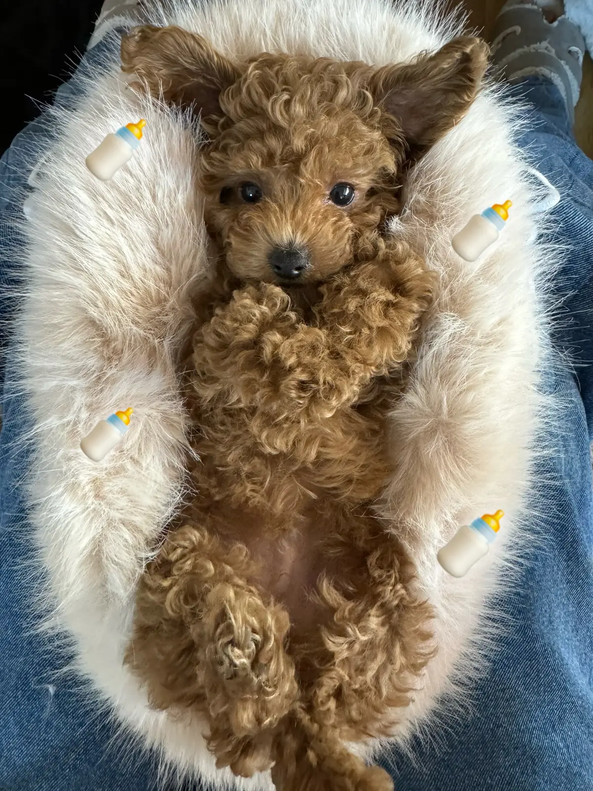 ok uzi! #fyp #doggy ❤️