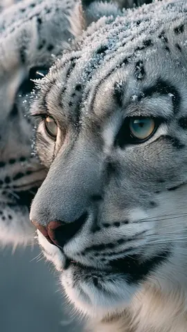 Snow Leopards Together: Grace in the Mountains ❄️🐆🐆 High in the silent peaks, a snow leopard pair moves like living shadows in the snow. The female walks with quiet confidence, the male follows with calm strength — two souls shaped by ice, wind, and ancient mountains. They rest side by side, their spotted coats blending into stone and sky. A rare moment of harmony in the wild. Pure, peaceful, and breathtakingly beautiful. #snowleopards #irbis #mountainghosts #wildpair #majesticwildlife