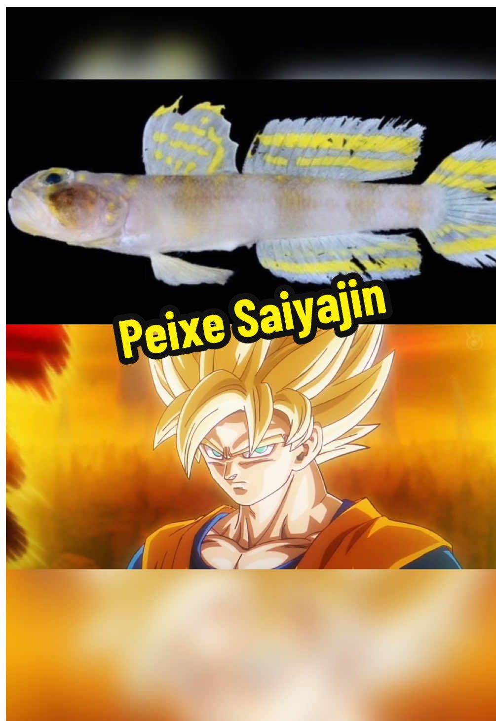 Nova espécie de Peixe Super Saiyajin foi encontrada #dragonball #anime 
