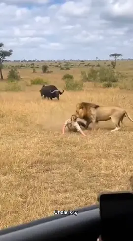 Buffalo Saves Tourist From Lion Charge