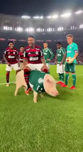 aquecimento antes do jogo da final da libertadores flamengo x Palmeiras 🤣🤣🏆🛑🔥#libertadores #palmeiras #futbol #finaldalibertadores #flamengo 