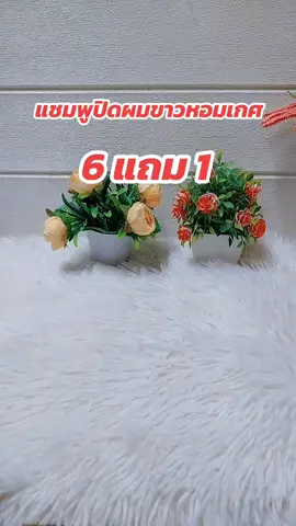 #หอมเกศ #แชมพูปิดผมขาว #แชมพูปิดผมขาวหอมเกศ #ปิดผมขาว 