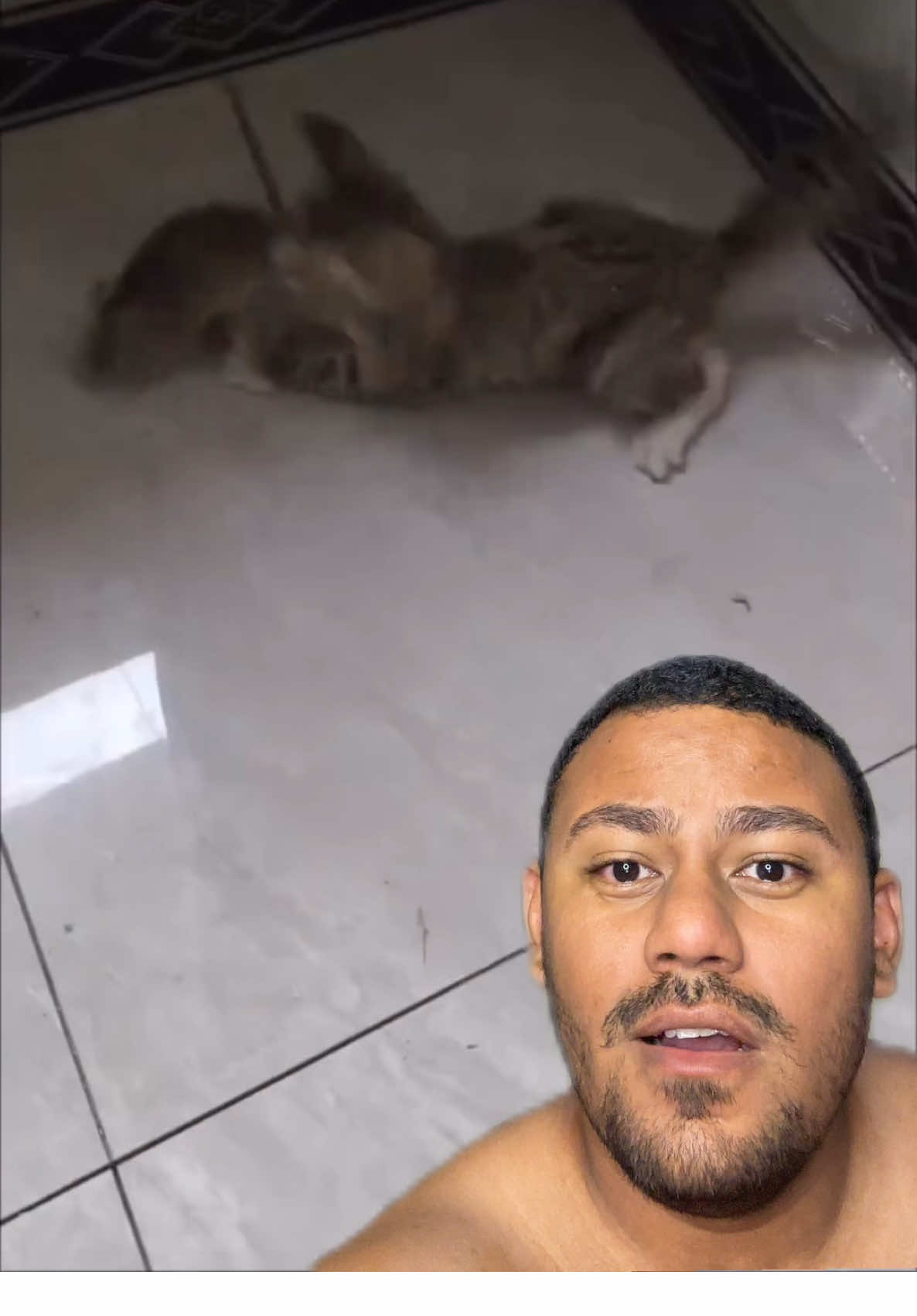 O Osvaldo já tá pronto pra da um curso para os outros gatos kkkkk #react #humor #comentarios 