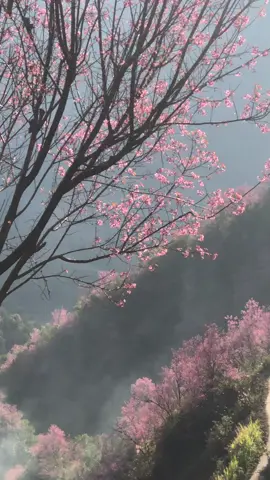 Mời em về bản ngắn hoa cùng anh nhé :)#xunhuongtiktok #mucangchai #hoadaorung 